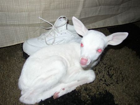 albino Whitetail Deer,